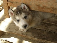 Lazy Mountain LOKI des Loups du Valgo