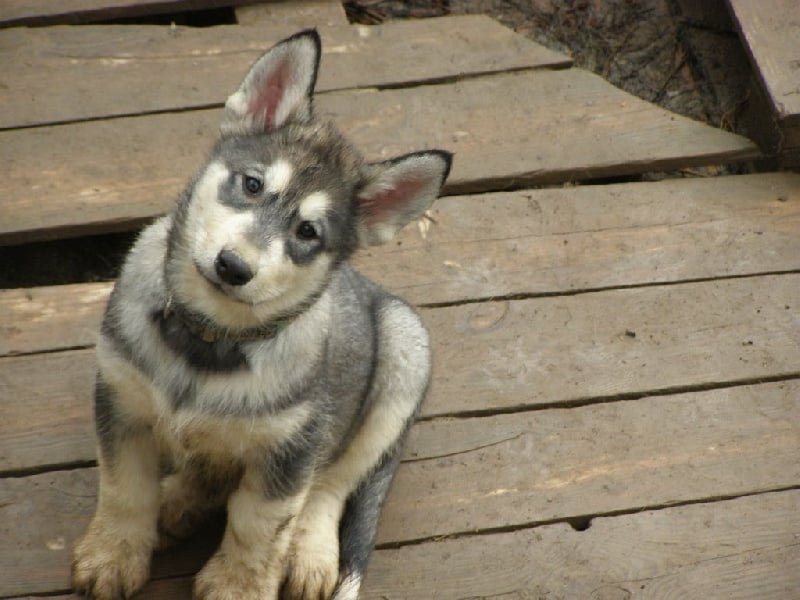 Chiot Alaskan Malamute Des Loups Du Valgo