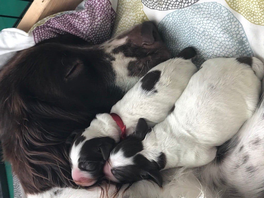 Du Domaine De Lou Meou - CALIN AVEC MAMAN