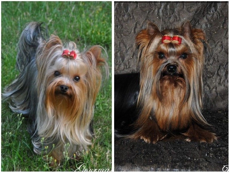 Chiot Yorkshire Terrier de La Vallee Des Roses Rouges