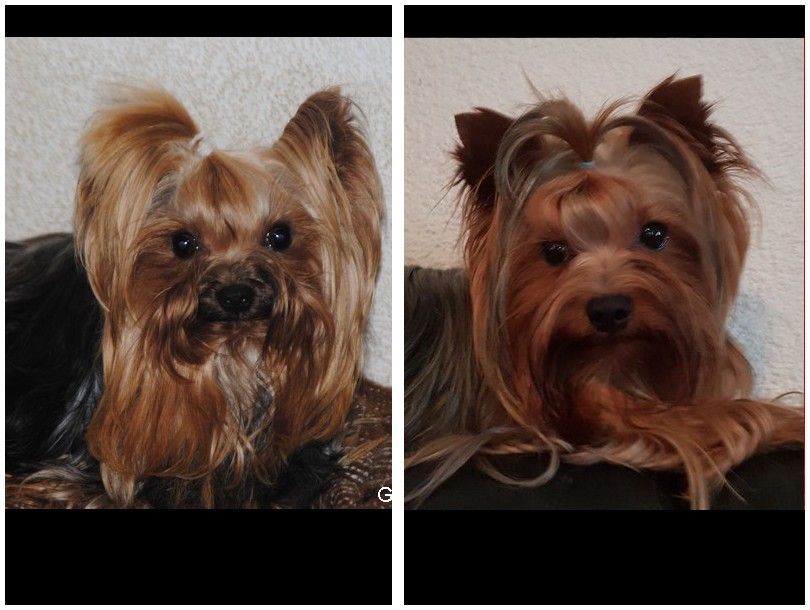 Chiot Yorkshire Terrier de La Vallee Des Roses Rouges