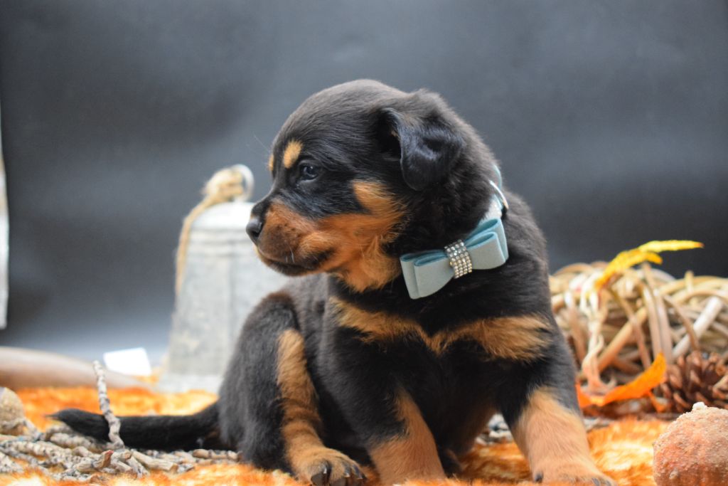 Of Passion Amstaff  - Rottweiler - Portée née le 15/09/2021