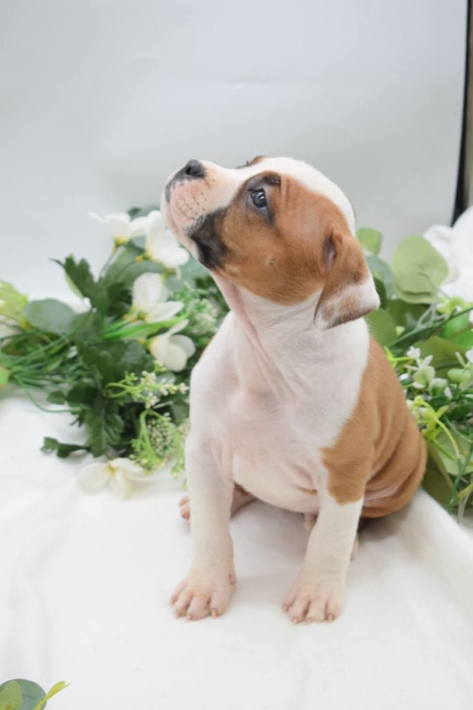 Of Passion Amstaff  - Chiots disponibles - American Staffordshire Terrier