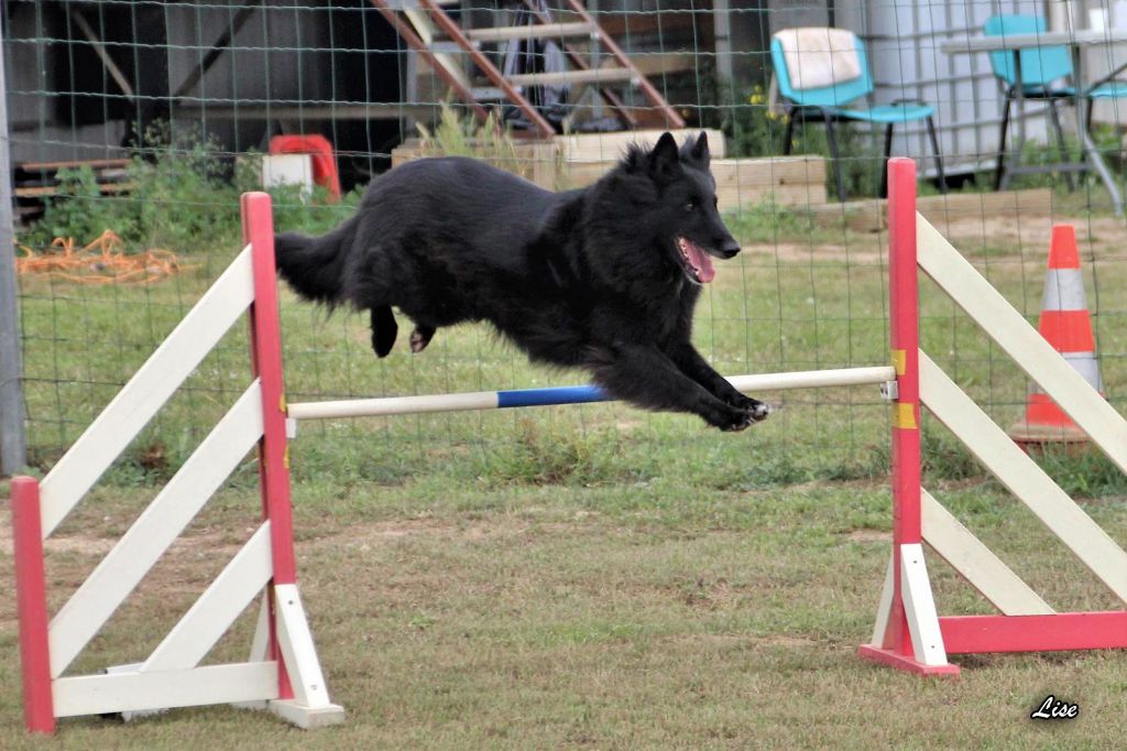 De L'orée Bergère - 1ère partie de Brevet Agility