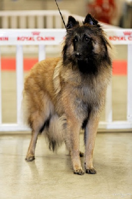 De L'orée Bergère - Paris Dog Show