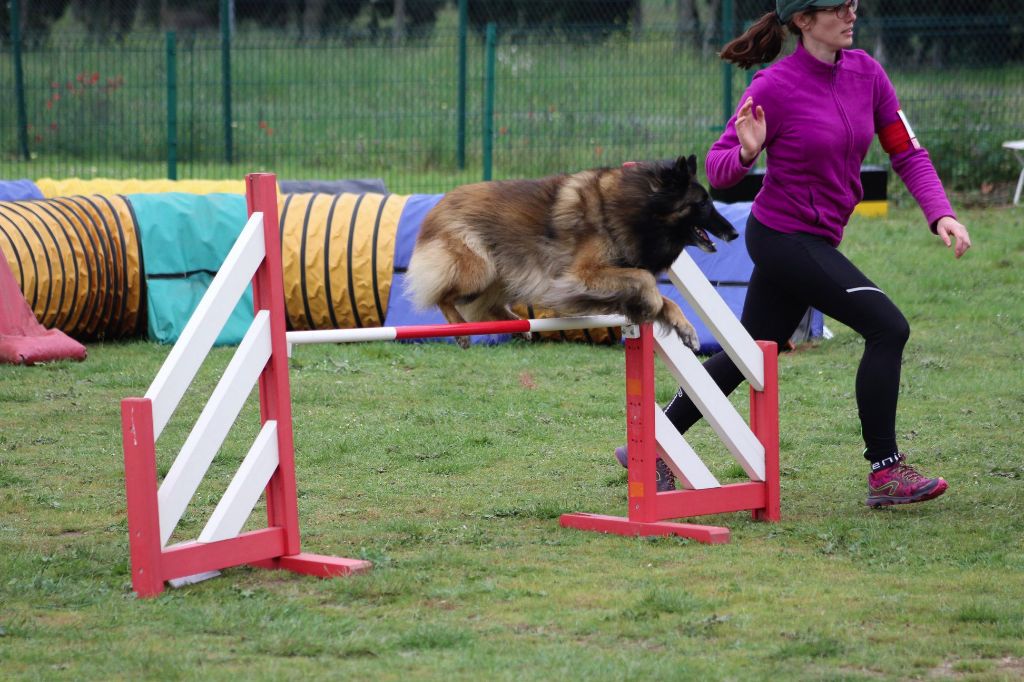 De L'orée Bergère - 2ème partie de Brevet Agility