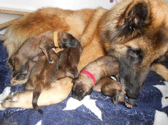 De L'orée Bergère - LES CHIOTS SONT ARRIVES !!!!!