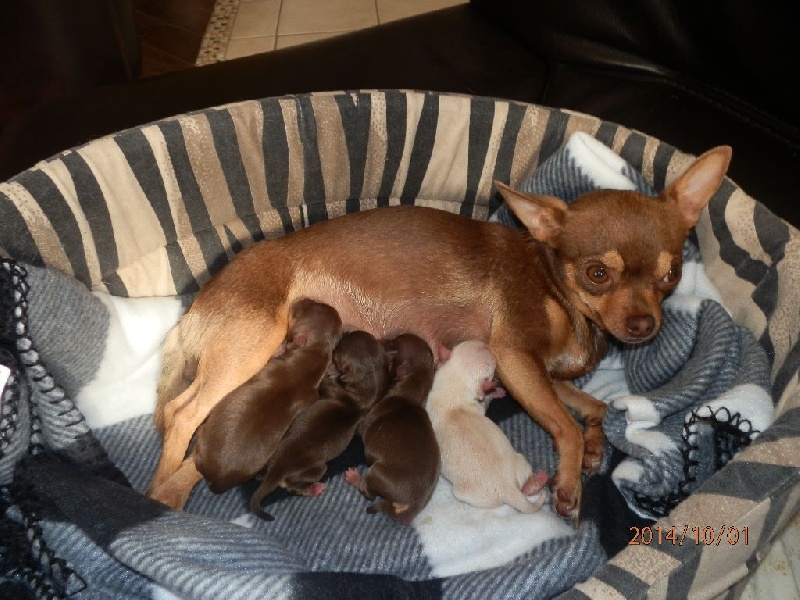 Des Amours Sans Frontieres - Chihuahua - Portée née le 30/09/2014