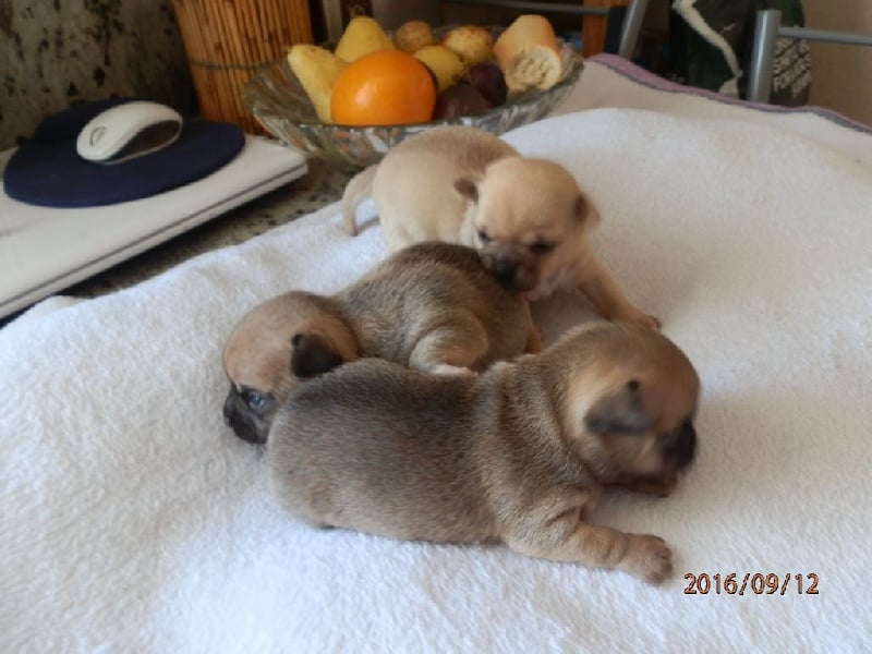 Des Amours Sans Frontieres - Chihuahua - Portée née le 26/08/2016