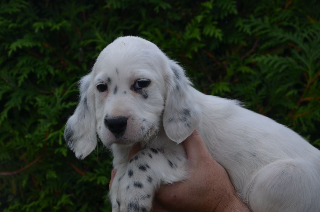 De L'echo Des Montaines - Setter Anglais - Portée née le 28/07/2019