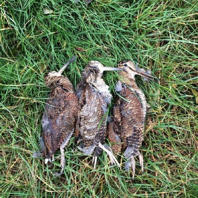 De La Vallee De La Tet - Chiens de Chasse   La passion avant tout !