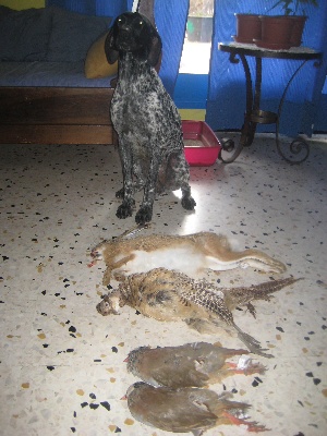 De La Vallee De La Tet - UNE JOURNEE DE CHASSE