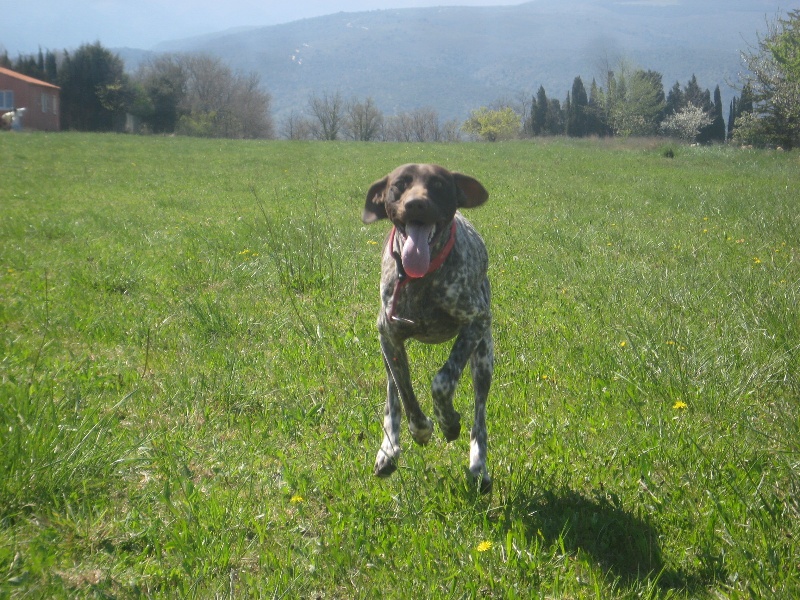 Chiot Braque allemand à poil court De La Vallee De La Tet