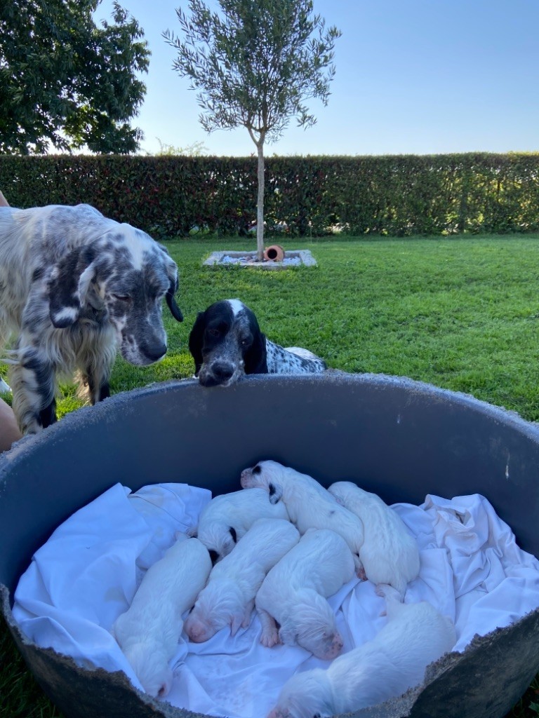 Chiot Setter Anglais Des Petites Fougères