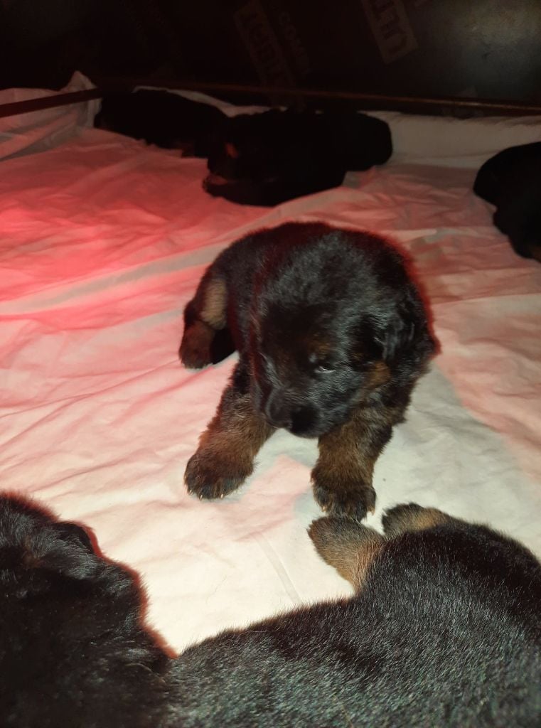 Du Domaine De Doriajo - Chiots disponibles - Berger Allemand