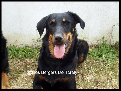 Des Bergers De Torely - Echographie...