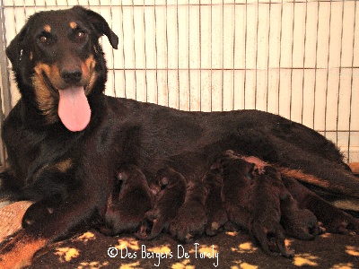 Des Bergers De Torely - Les bébés sont là...:)