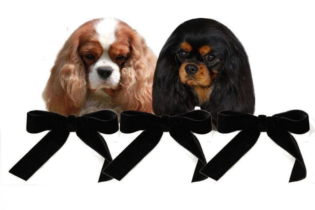 O'sborg Of Love - Cavalier King Charles