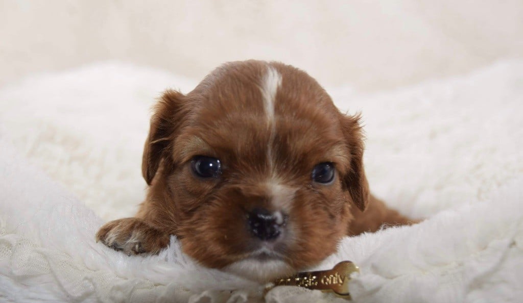 O'sborg Of Love - Cavalier King Charles Spaniel - Portée née le 08/08/2024