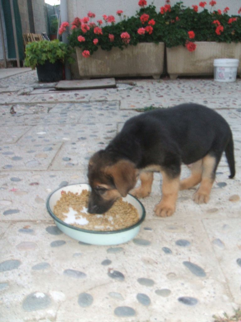 Du Mas Du Meysonial - Chiots disponibles - Berger Allemand