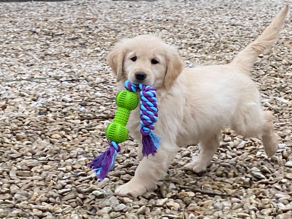 De la Plume Du Pévéle. - Golden Retriever - Portée née le 19/11/2024