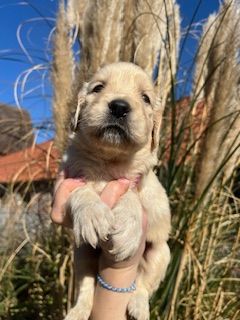 De la Plume Du Pévéle. - Chiots disponibles - Golden Retriever