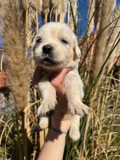 De la Plume Du Pévéle. - Chiots disponibles - Golden Retriever