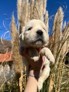 De la Plume Du Pévéle. - Chiots disponibles - Golden Retriever