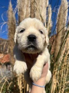 De la Plume Du Pévéle. - Chiots disponibles - Golden Retriever