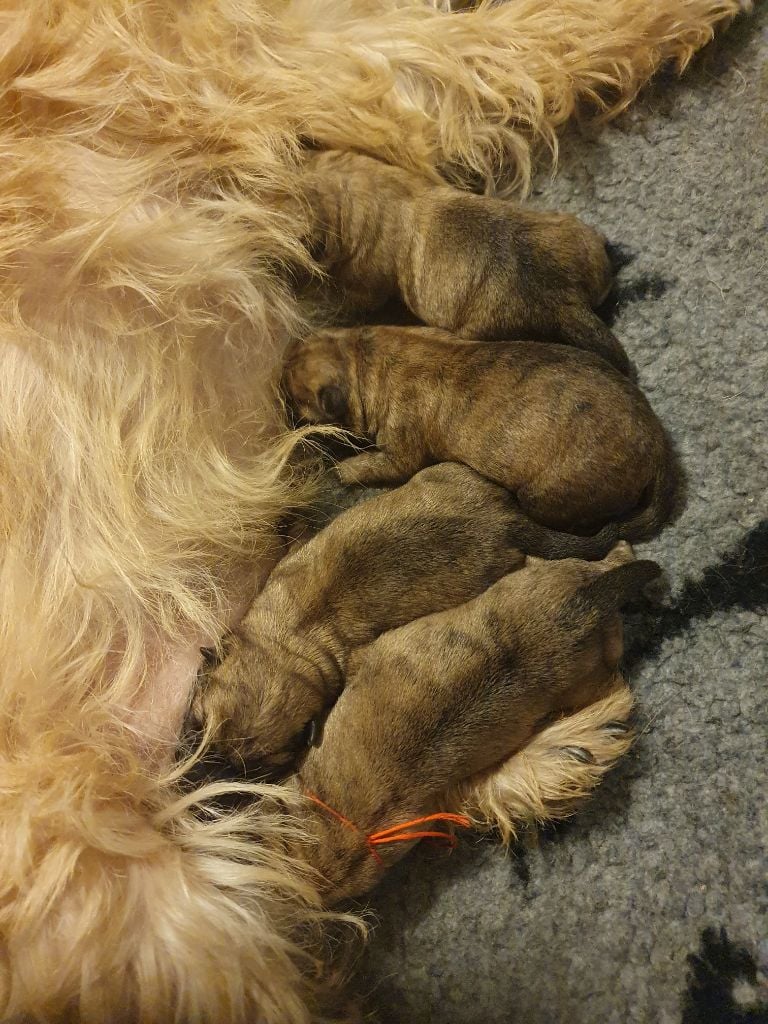 Chiot Cairn Terrier des feux follets de la pataudière