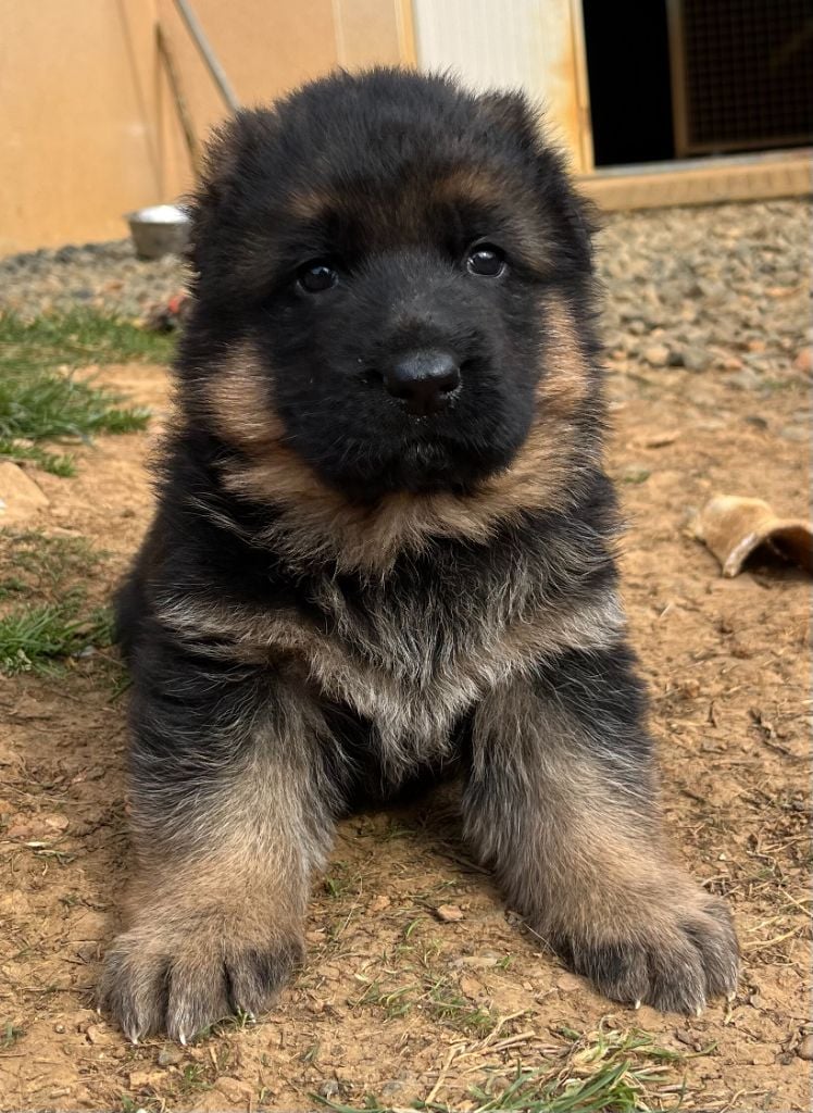 Des Crets De Charmont - Chiots disponibles - Berger Allemand