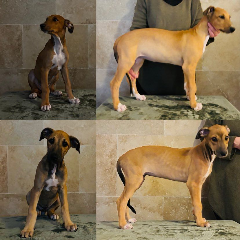 2 jolis chiots encore disponibles au 09 mars 2025