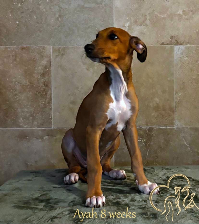 Du domaine de pharamond - Chiots disponibles - Greyhound