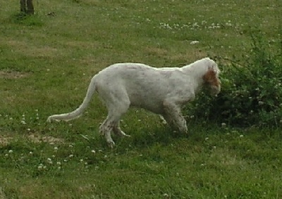 Du chemin des joncs - CHIOTS A VENDRE