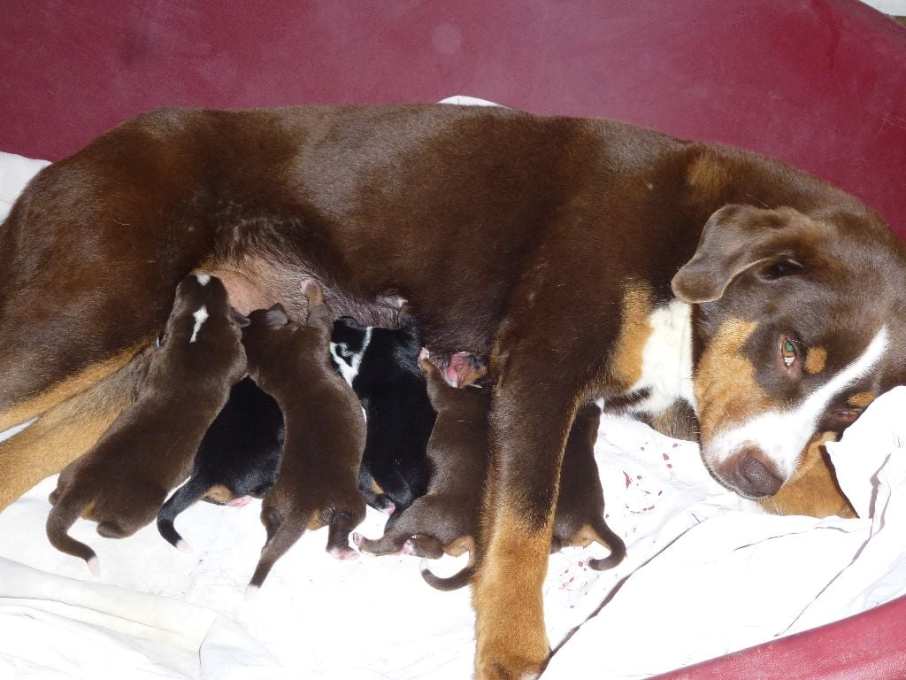 Chiot Bouvier de l'Appenzell (appenzellois) Du taillis du houx