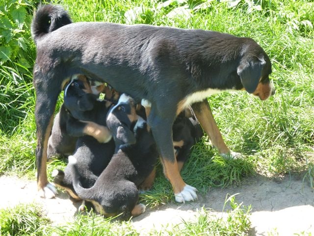 Chiot Bouvier de l'Appenzell (appenzellois) Du taillis du houx