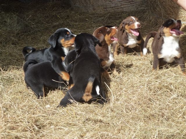 Chiot Bouvier de l'Appenzell (appenzellois) Du taillis du houx