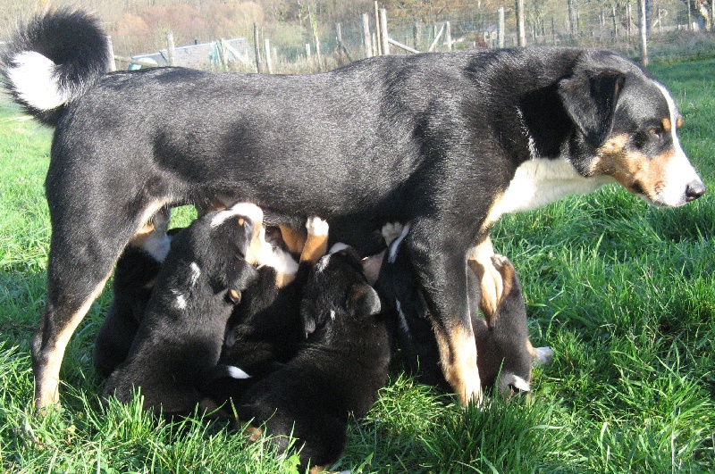 Chiot Bouvier de l'Appenzell (appenzellois) Du taillis du houx