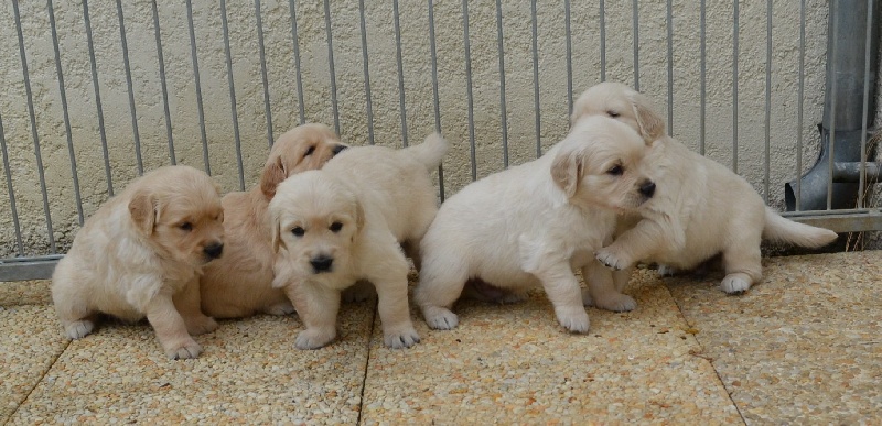 Des Sablons D'Or - Golden Retriever - Portée née le 15/06/2011