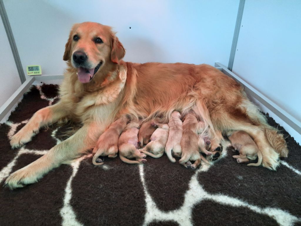 Des Sablons D'Or - Golden Retriever - Portée née le 14/10/2022