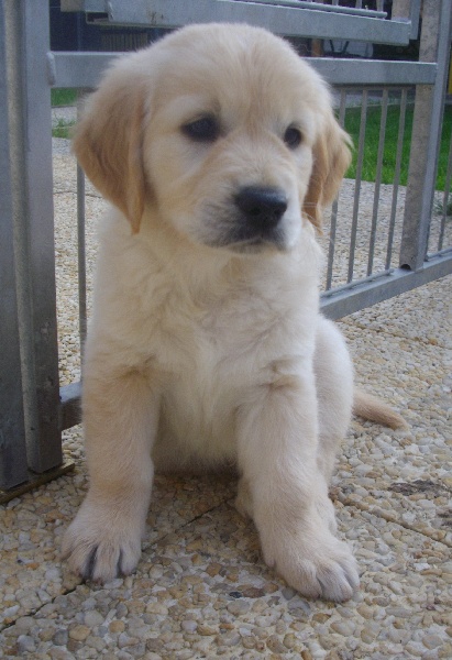 Des Sablons D'Or - Golden Retriever - Portée née le 12/05/2012