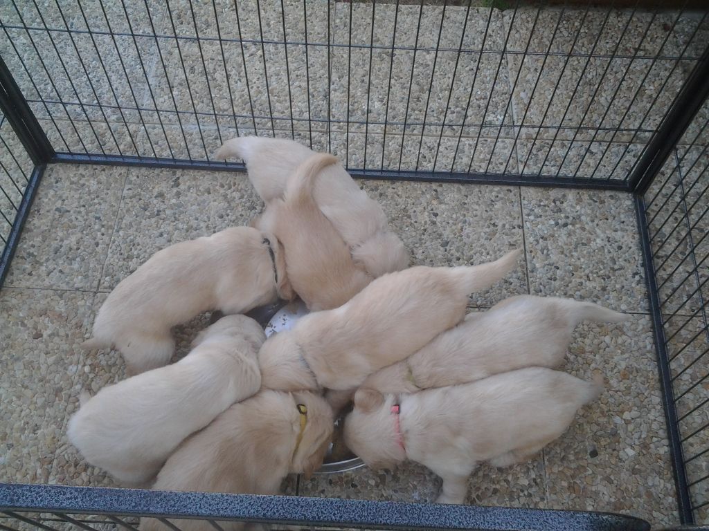 Chiot Golden Retriever Des Sablons D'Or