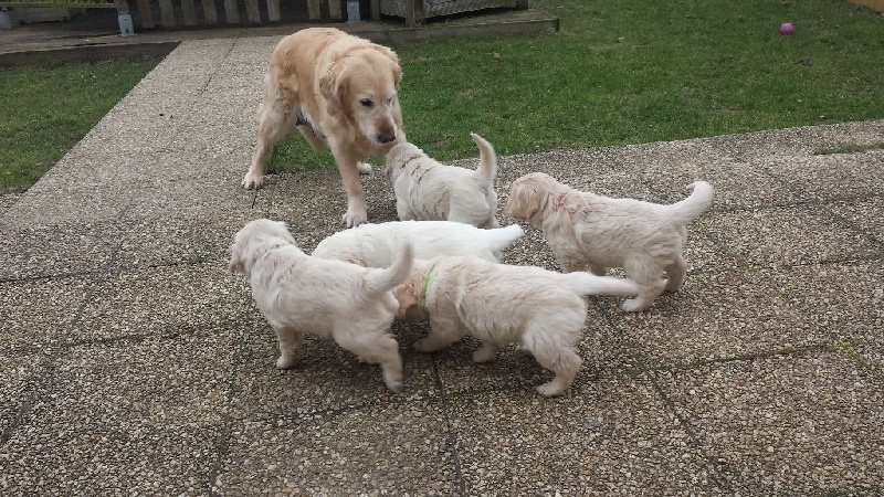 Des Sablons D'Or - Golden Retriever - Portée née le 13/01/2015