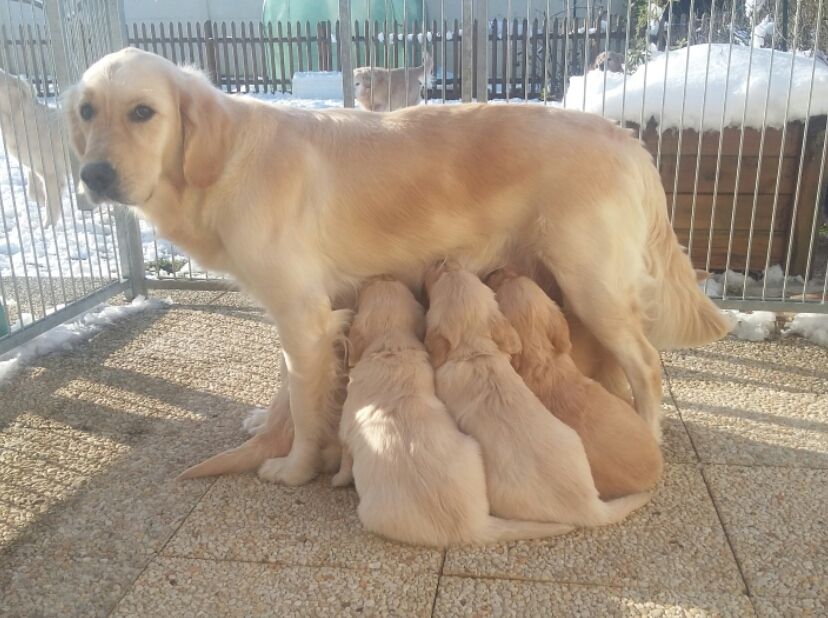 Chiot Golden Retriever Des Sablons D'Or