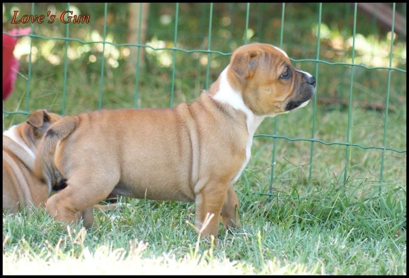 Du Domaine De Babylone - Staffordshire Bull Terrier - Portée née le 20/06/2015