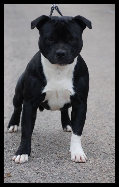 Du Domaine De Babylone - Staffordshire Bull Terrier - Portée née le 23/10/2012