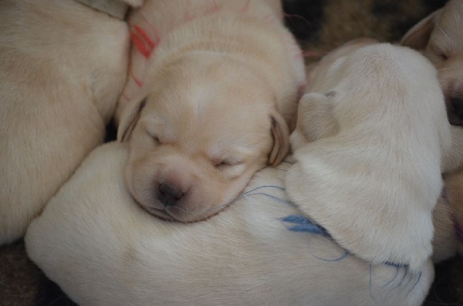 D' Ombrelune - Chiots Labrador disponibles à la réservation