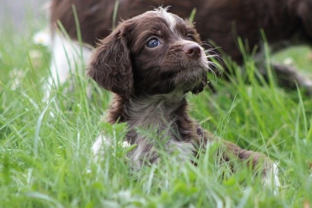 De Passemarais - Chiots disponibles - Epagneul de Pont-Audemer