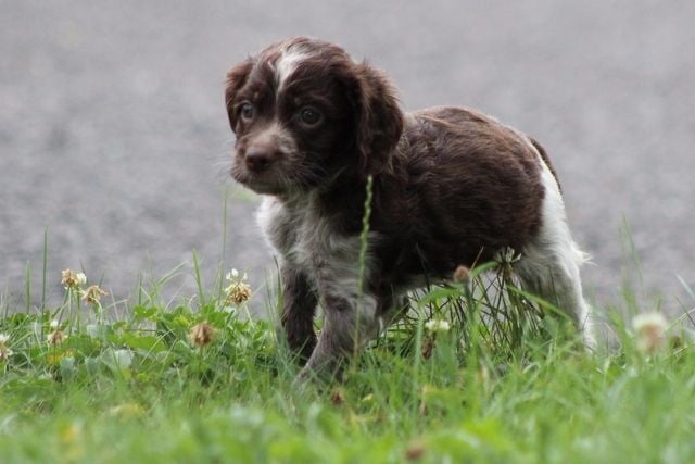 De Passemarais - Chiots disponibles - Epagneul de Pont-Audemer