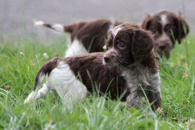 De Passemarais - Chiots disponibles - Epagneul de Pont-Audemer